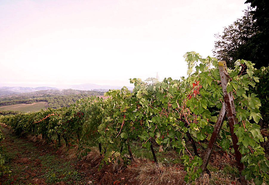 I Giorni del Vino A Wine Tasting Event in Arezzo Tuscany