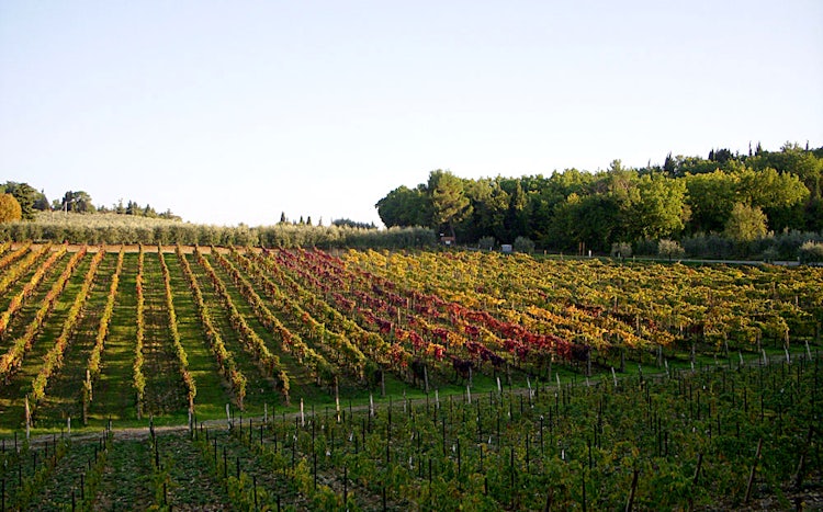 Wine tasting in Arezzo