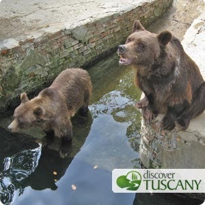 Brown Bears at the Poppi Zoo asking to be fed treats