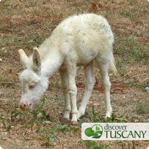 Little Donkeys with Blue Eyes roamly freely in some areas of the park