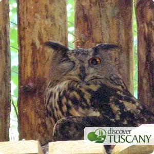 Eagle-Owl sleeps with one eye open and one closed