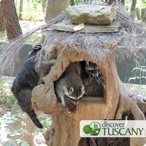 Whole family of raccoons in one tree trunk