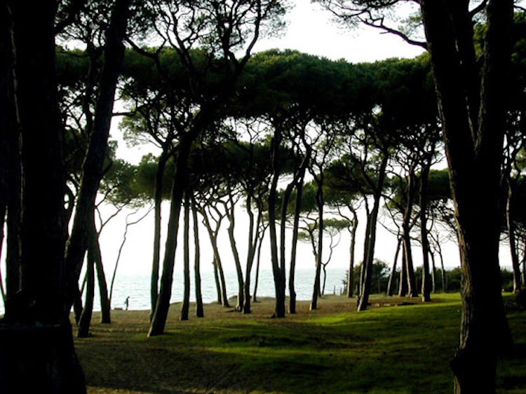 Pine tree forest along coastline for shade and relax