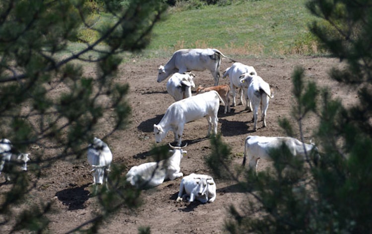 Cows near Pratovecchio in the Casentino Valley