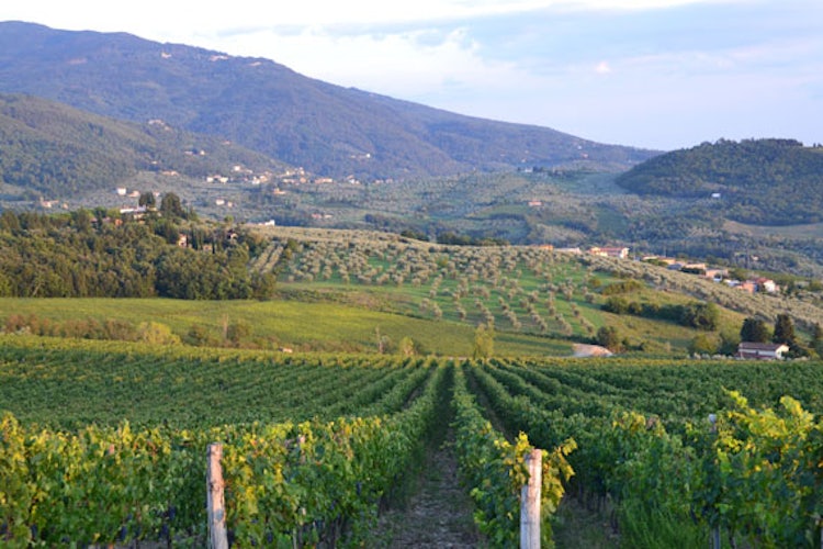Frescobaldi vineyards before the Consuma for Casentino