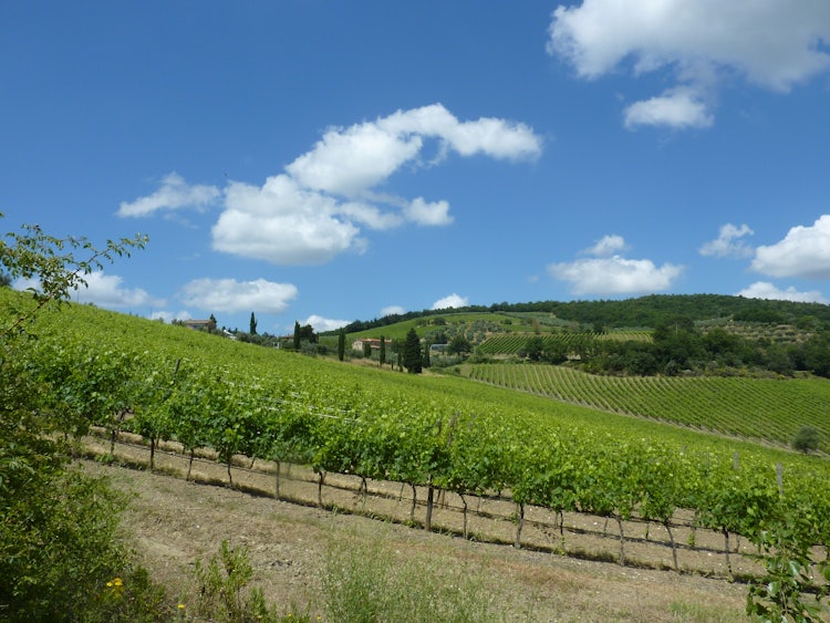 Degustazione di vini a Badia Passignano