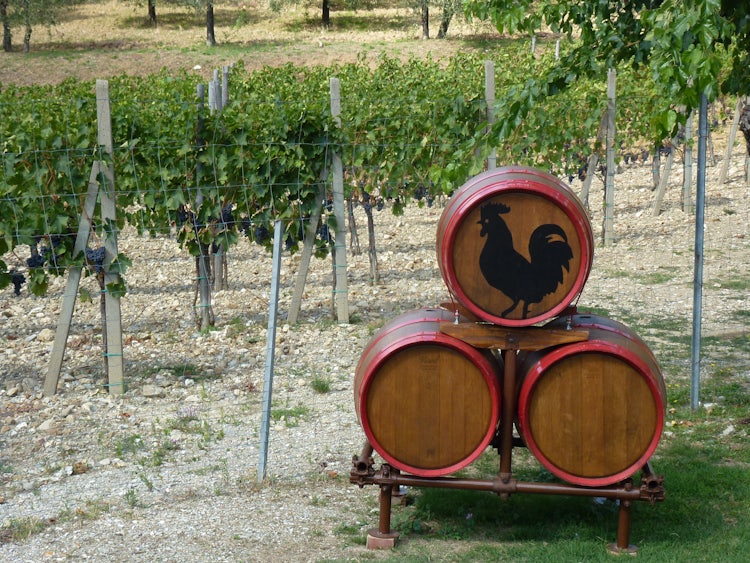 Wine barrels in Chianti