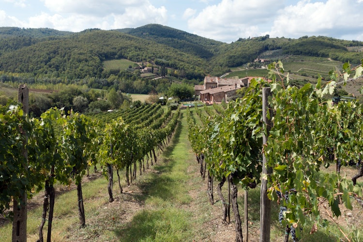 tuscan vineyards