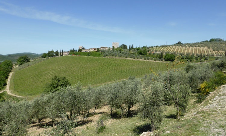 Vineyards in Gaiole in Chianti