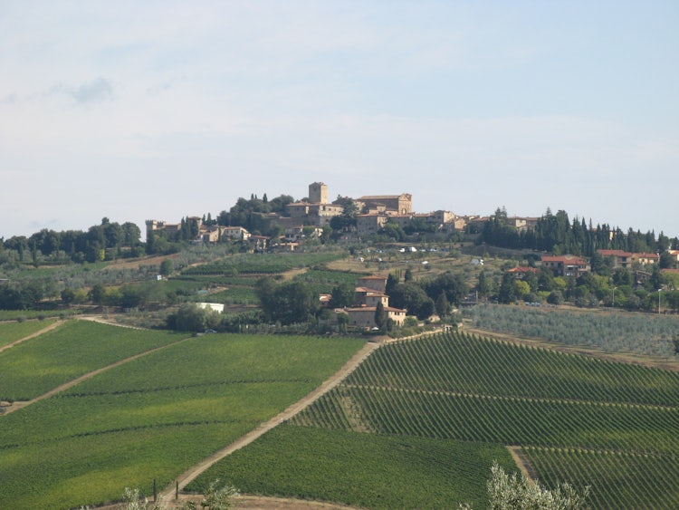 Vineyards & olive groves in Chianti