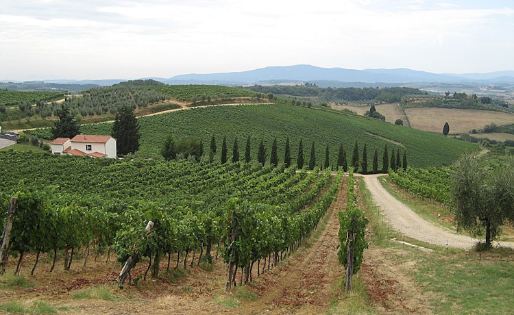 vineyards around Poggibonsi