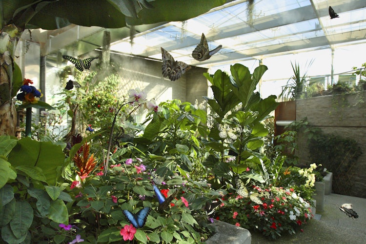 The butterfly house at the Pinocchio Park near Collodi and Pistoia