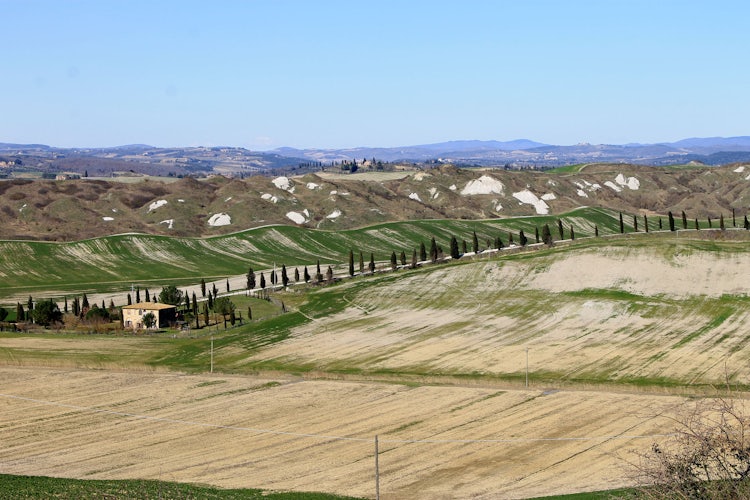 Spring in the crete Senesi, light hues of green and a gray background