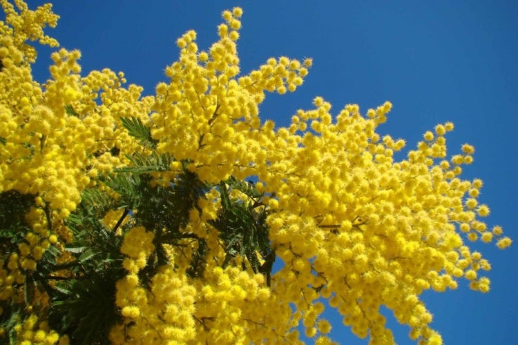 Bouquet of Mimosa to celebrate International Women's Day