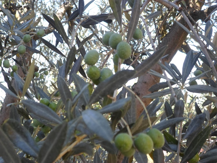 More olive oil in Florence