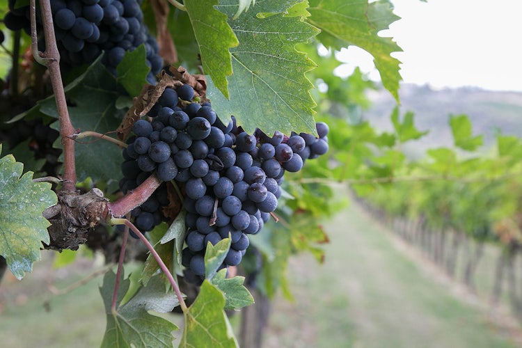 Top 5 Fall Activities:  Grape Harvest