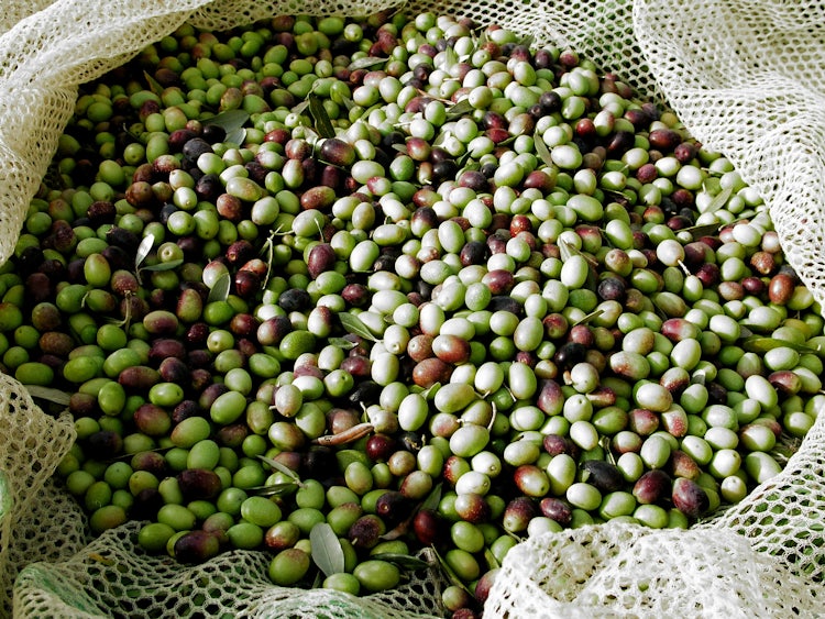 Top 5 Fall Activities:  Olive Harvest