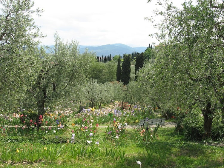 Iris Garden: an outdoor visit while exploring Florence