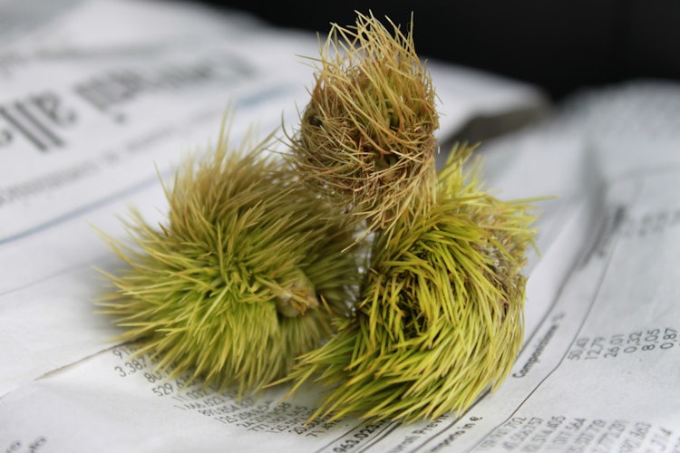 Le castagne di Marradi, in tutto il loro pungente splendore!