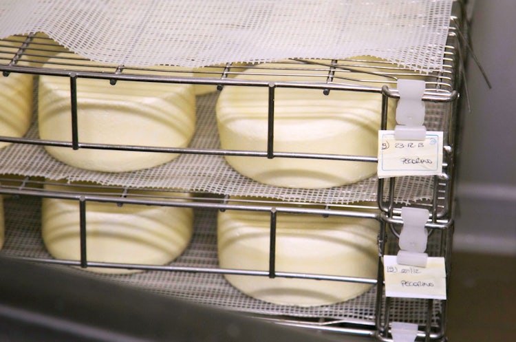 Pecorino cheese production in Tuscany