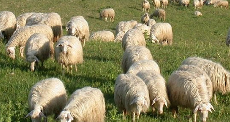 Sheep in the Tuscan pastures