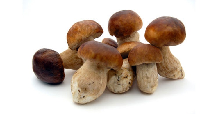Flavorful Porcini mushrooms from Casentino Valley