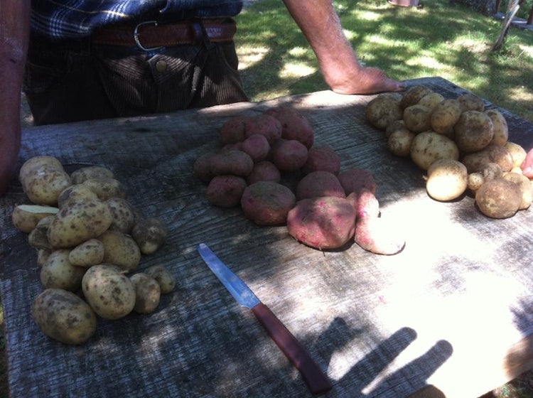 Potatoes in Tuscany: History, Recipes & Events