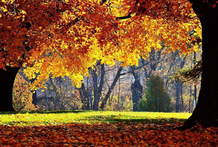 Fall Foliage just outside of Florence, italy in Autumn