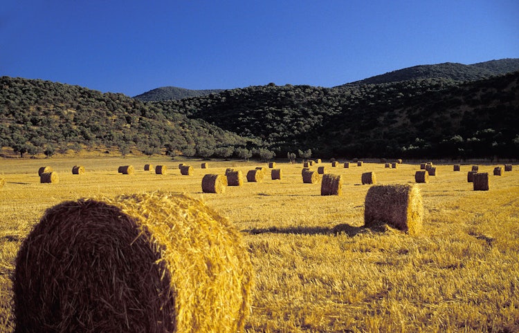 Sunflower Tours in Tuscany :: Discover Tuscany