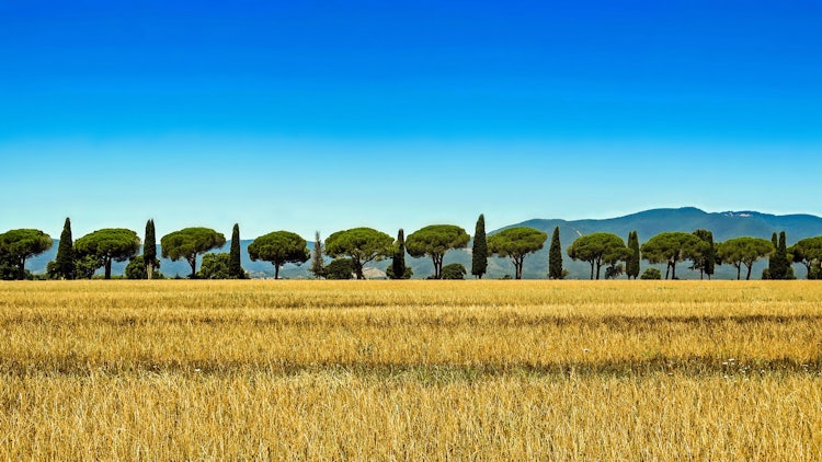 Sunflower Tours in Tuscany :: Discover Tuscany