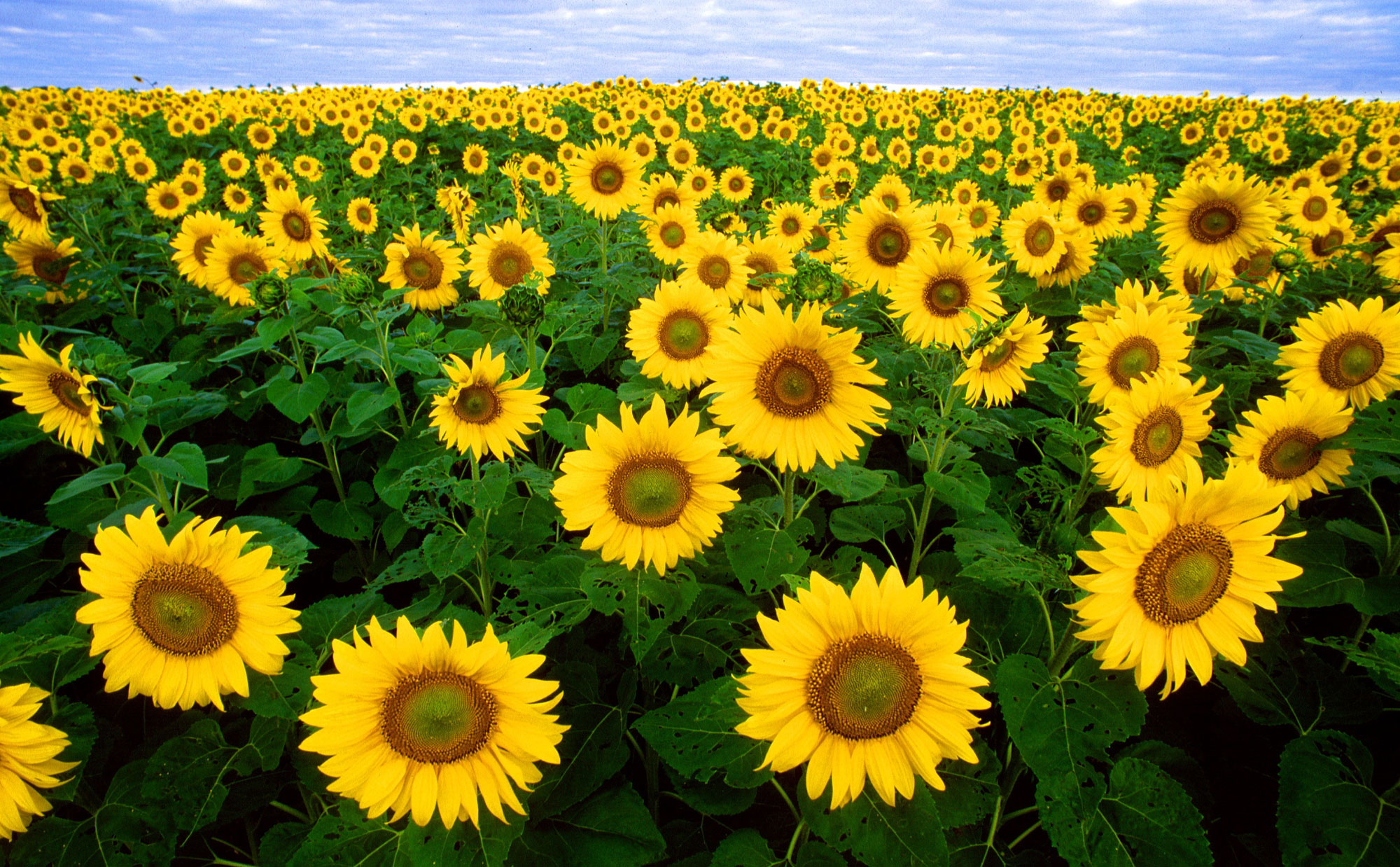 Hunting for Sunflowers June July and August of 2019