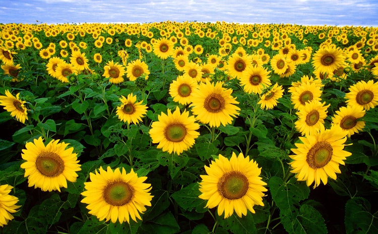 Sunflowers in Tuscany