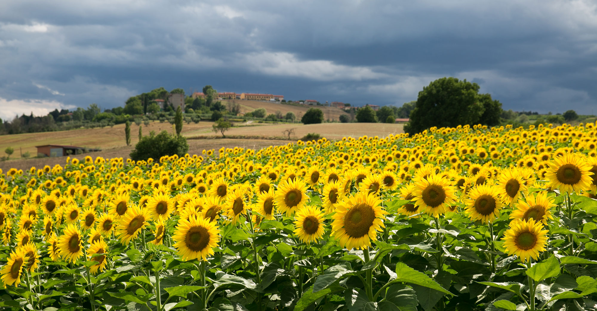 Hunting for Sunflowers June July and August of 2019