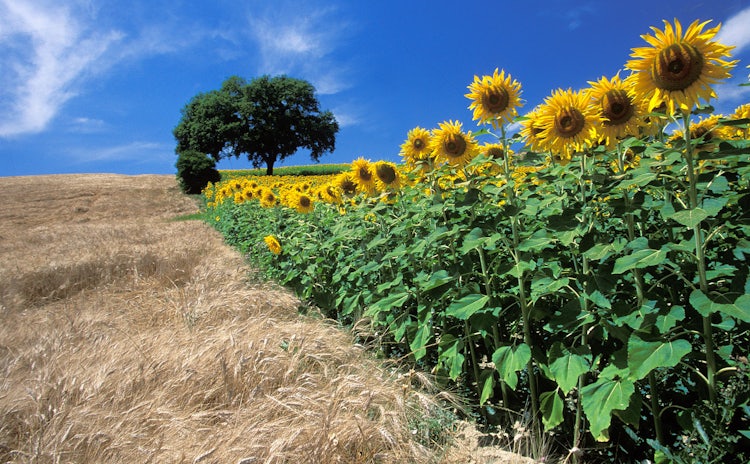 Sunflower Tours in Tuscany :: Discover Tuscany
