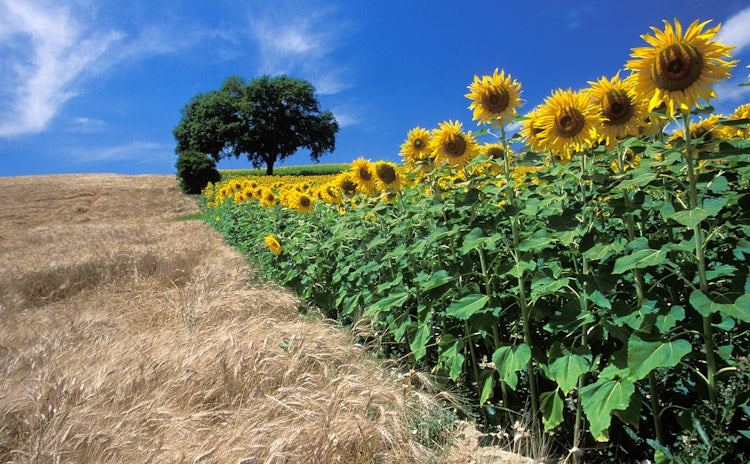 A Caccia Di Girasoli In Toscana A Giugno Luglio Ed Agosto 18