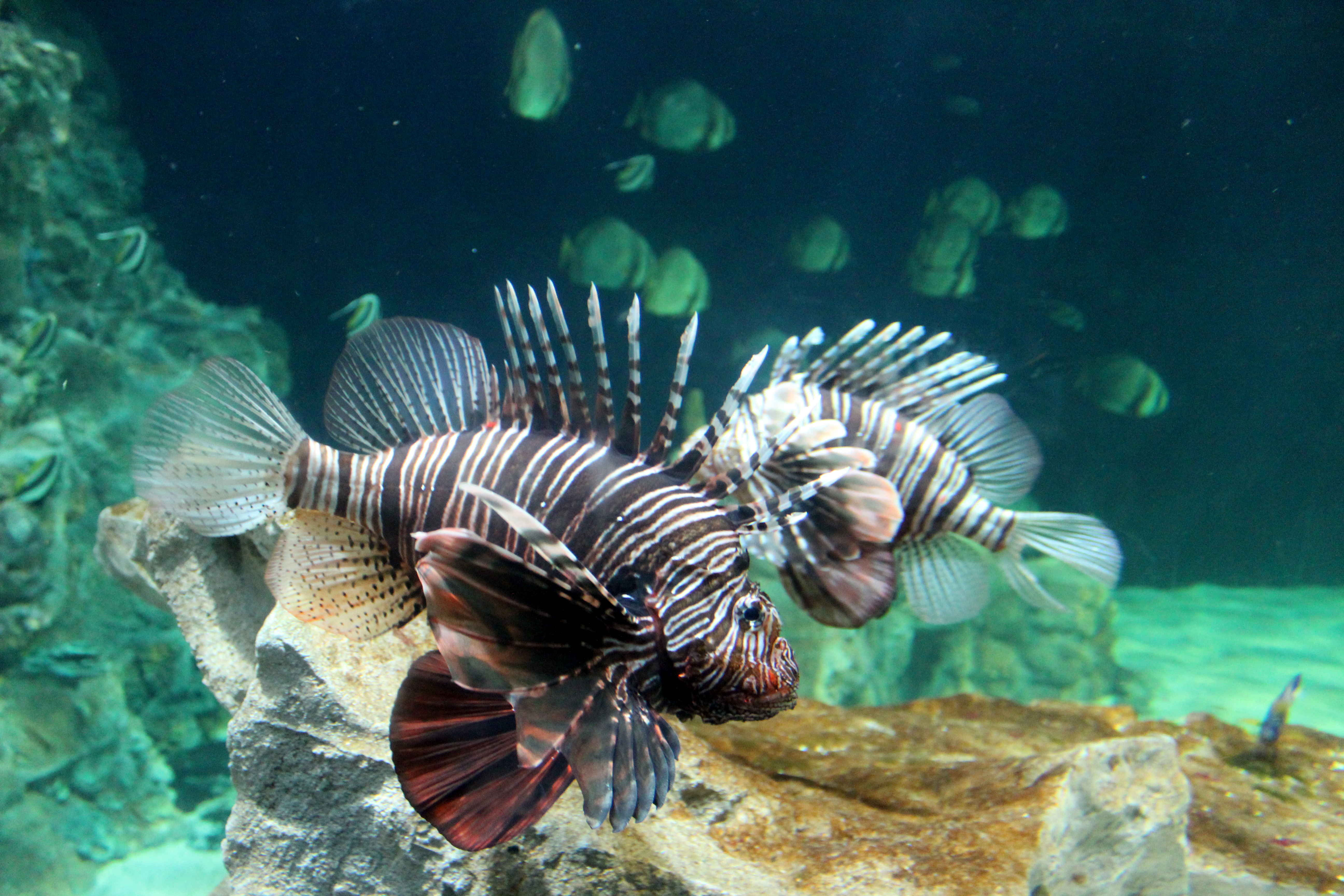 Aquarium of Livorno A Visit to the Aquarium in Livorno s Waterfront