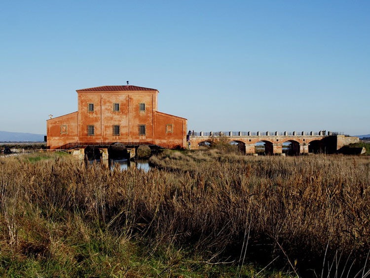 diaccia botrona in maremma