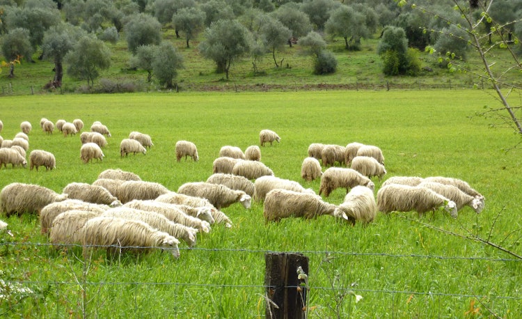 Sheep in the Maremma area in southern Tuscany