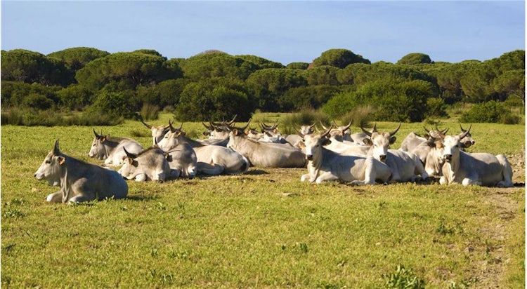 Maremmano Cattle in Maremma Tuscany