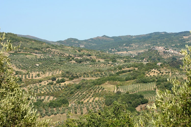 Lanscape with olive groves near Montenero and Seggiano in southern Tuscany, Maremma