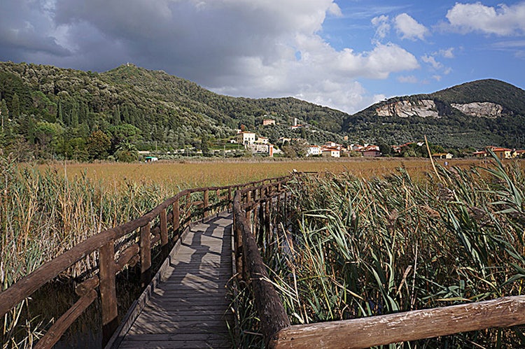 board walks at Massaciuccoli