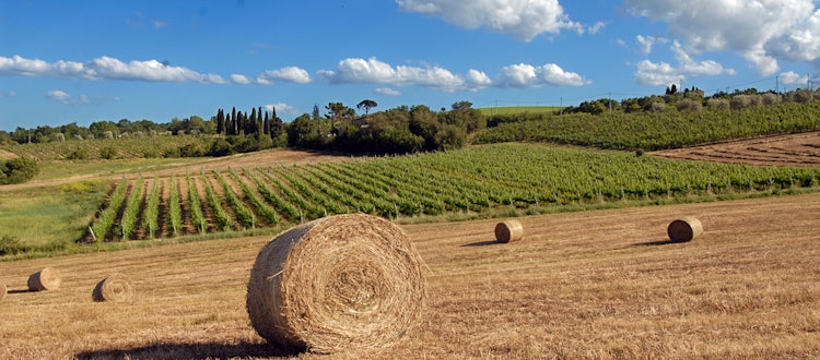 Vineyards di Fanetti in Montepulciano