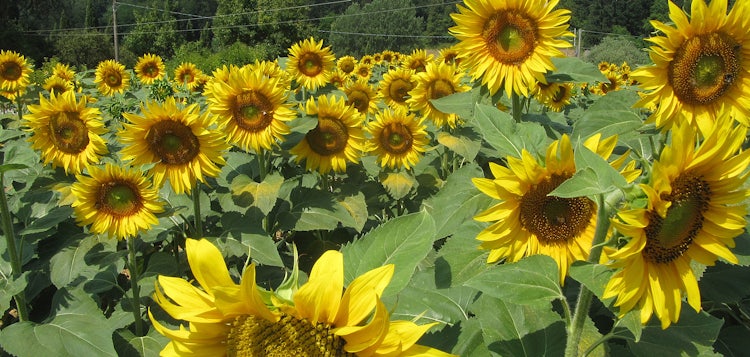 Sunflowers in Mugello