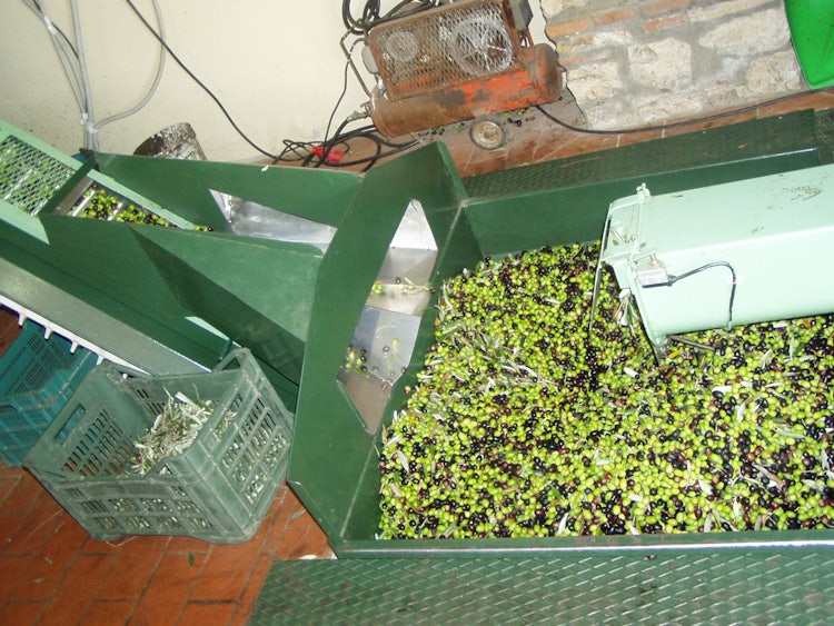 Extra Virgin Olive Oil: at the mill