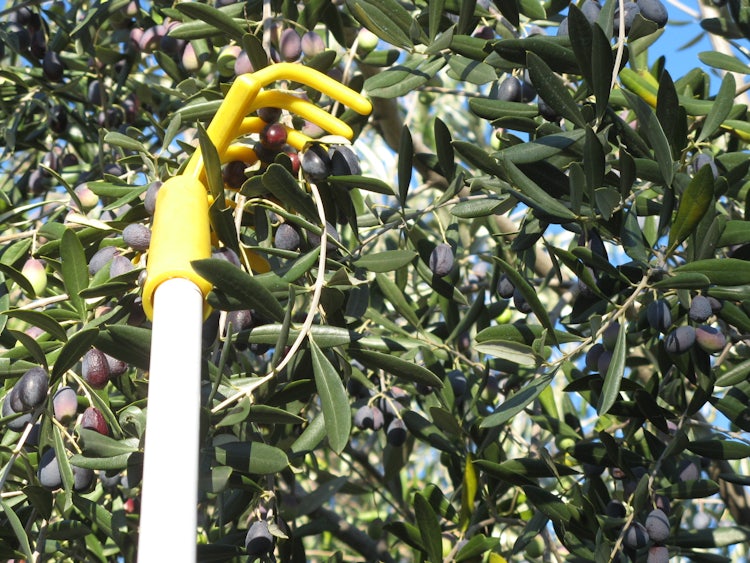 Picking olives, particular