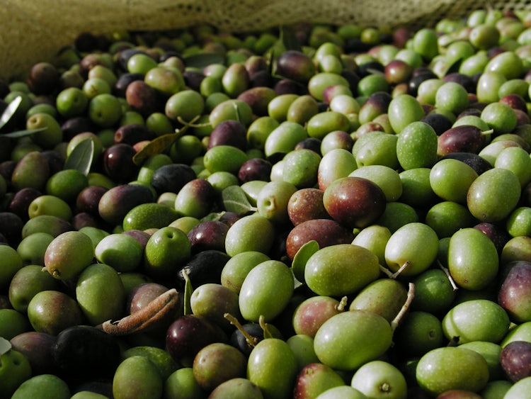 Recently harvested olives that come in a classic net traditionally aimed to harvest olives picked up by hand