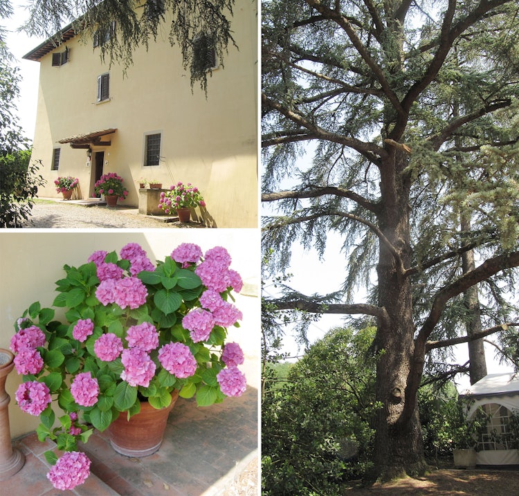 Agriturismo La Topaia in Mugello with swimming pool