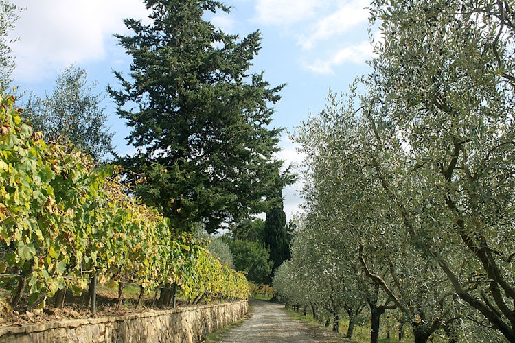 Olive grove lined driveway at  Agriturismo Vernianello 