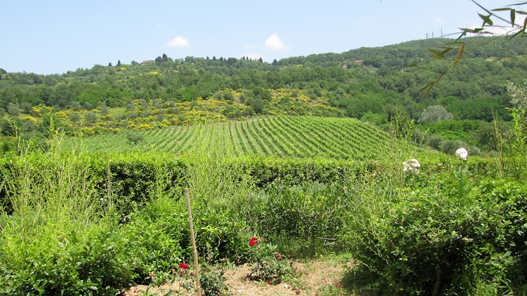 Vineyards in Mugello