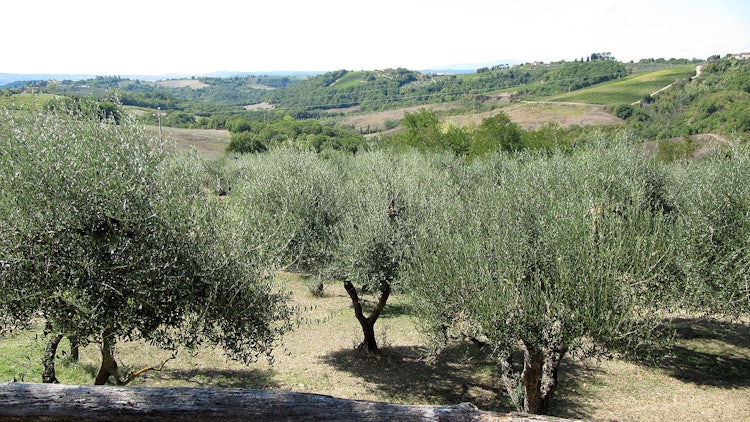 Olive groves at Agriturismo Montalbino